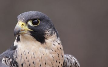 Saint-Péray – Des rapaces engagés pour évacuer le « Nichoir »